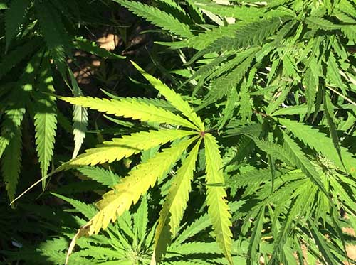 Fotografia rośliny cannabis ze zbiorów NIDA | https://nida.nih.gov/publications/drugfacts/cannabis-marijuana