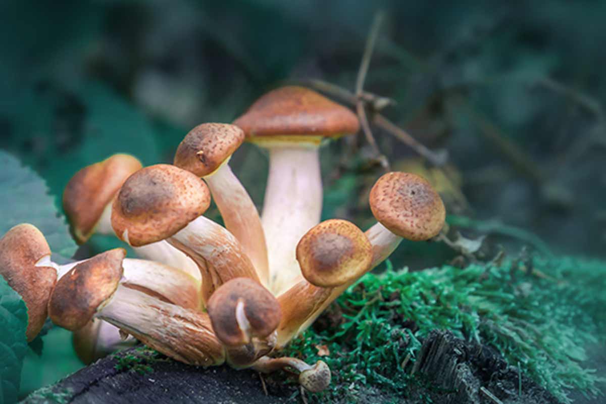 Mushrooms in the wild