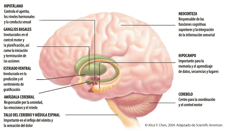 Anandamida, el endocannabinoide que nos hace felices