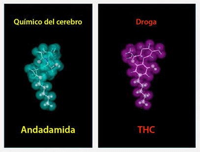 La anandamida, el principal endocannabinoide, se libera a partir de un