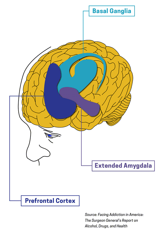 effects of drug addiction on the brain