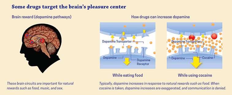 effects of drug use on the brain