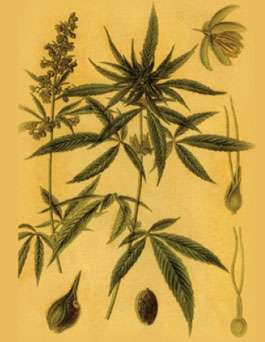 Imagen de la taxonomía de la planta de marihuana 