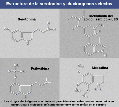 Estructura de la serotonina y alucinógenos selectos