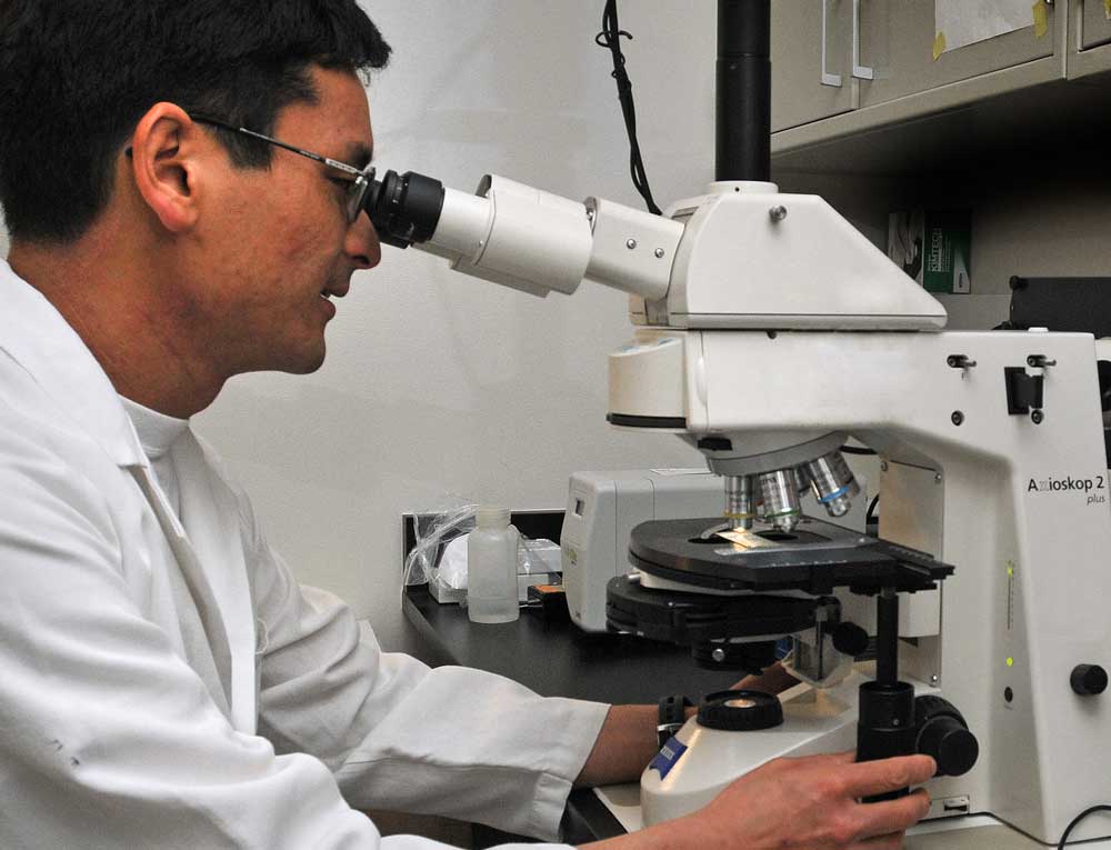 Researcher looking into a microscope