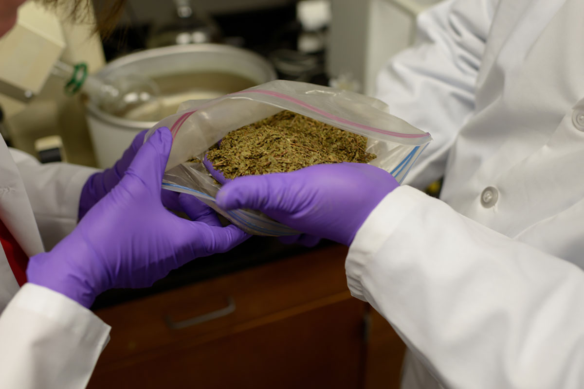 Close-up of researchers inspecting cultivated kratom leaves.