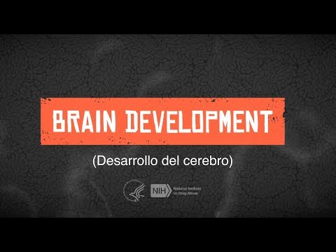 Desarrollo del Cerebro Adolescente