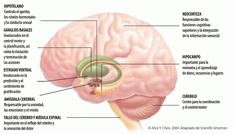 Diagrama mostrando diferentes partes del cerebro e indicando cuales son los efectos de la marihuana sobre el cerebro. 