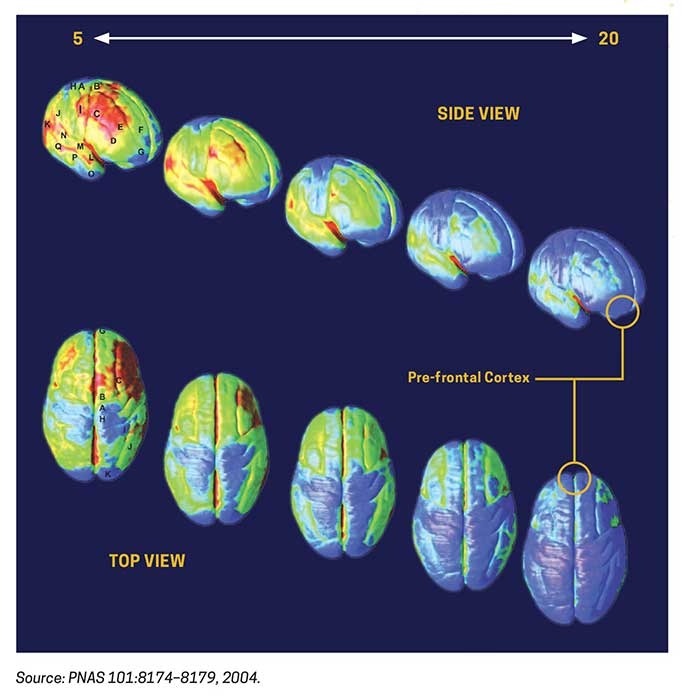 Brain scans showing the healthy development of the brain from ages 5 to 20. The images are from the side and top views, with a focus on the prefrontal cortex. 