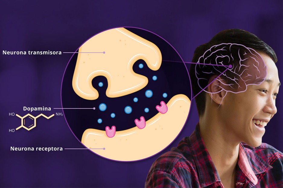 Ilustración de la liberación de dopamina en el cerebro.