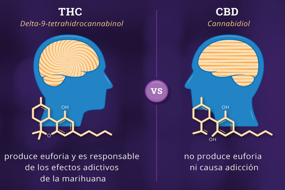 Ilustración de cómo los compuestos químicos THC y CBD afectan el cerebro en forma diferente.