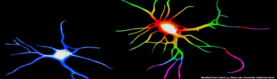 Image of neurons