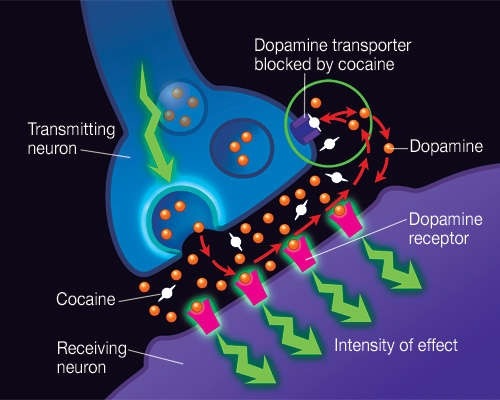 Drawing of how cocaine is transferred from one neuron to another and how it then blocks the normal recycling process.