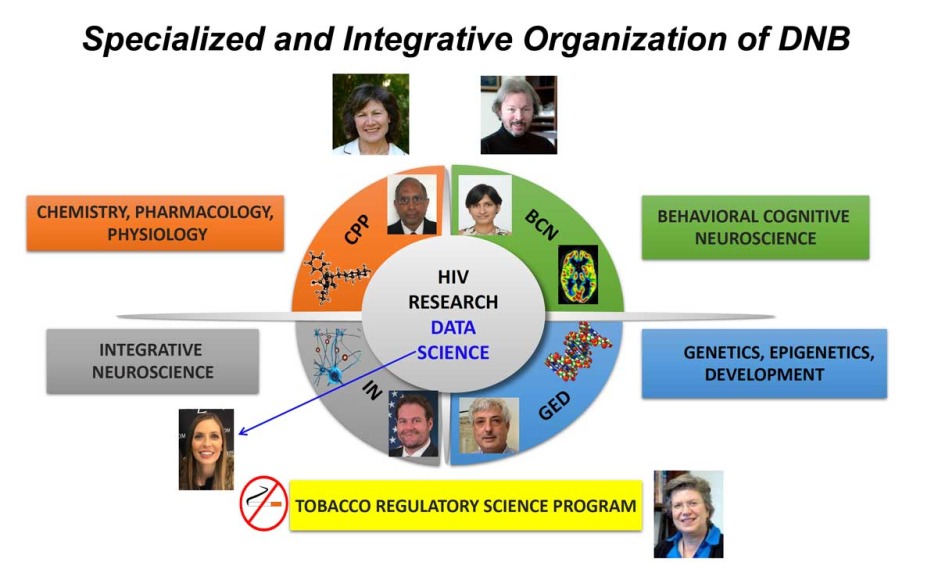 Division Of Neuroscience And Behavior (DNB) | National Institute On ...