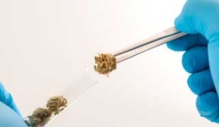 Image of marijuana being added to a test tube with tweezers