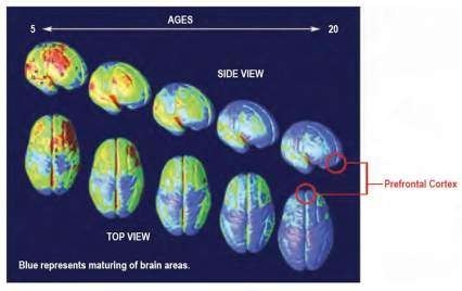The image depicts top and side views of the developing brain, indicating that the brain continues to develop until early adulthood. The prefrontal cortex is the last area of the brain to mature.
