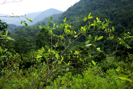 View of cocaine fields