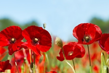 Field of poppies