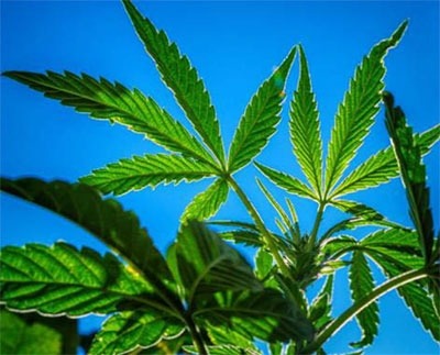 marijuana leaves against a bright blue sky