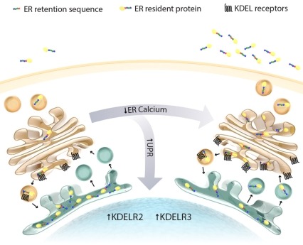 Graphic shows an exodus of proteins from the endoplasmic reticulum (ER) in response to the loss of luminal ER calcium. The cell works to maintain the calcium-deprived ER proteome by upregulating KDEL receptors.