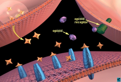 Opiates binding to opiate receptors in the nucleus accumbens: increased dopamine release