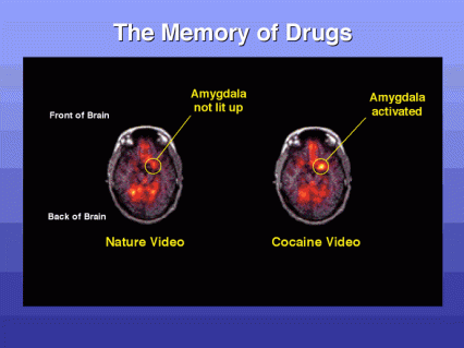 The memory of drugs