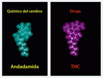 Imagen comparando la estructura química del químico Andadamida del cerebro y de la droga THC