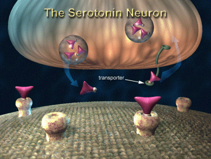 Illustration of Serotonin neuron showing free serotonin in the synapse and being bound and transported