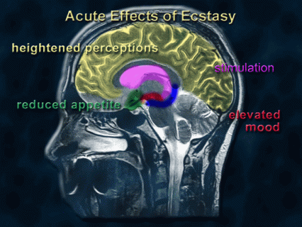 List of Acute Effects of ecstasy use - see text