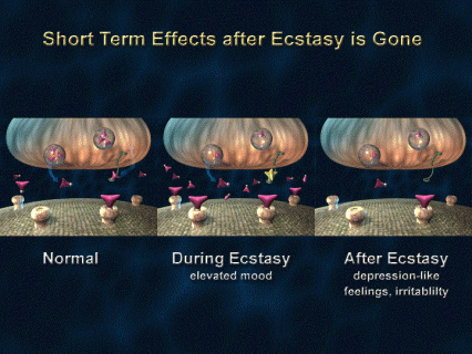 Illustration of 3 synapses, showing normal, during ecstasy use and following use - see text