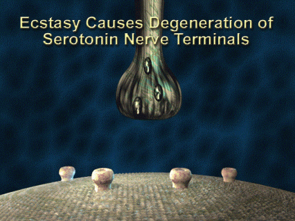 Illustration of depeleted serotonin neuron - see text