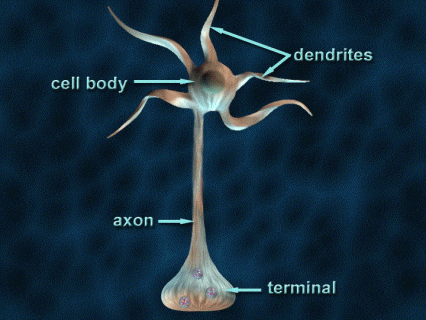 Illustration of neuronal anatomy - see text