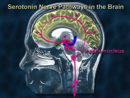 Illustration of Serotonin pathways in the brain - see text