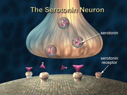 Illustration of a serotonin neuron