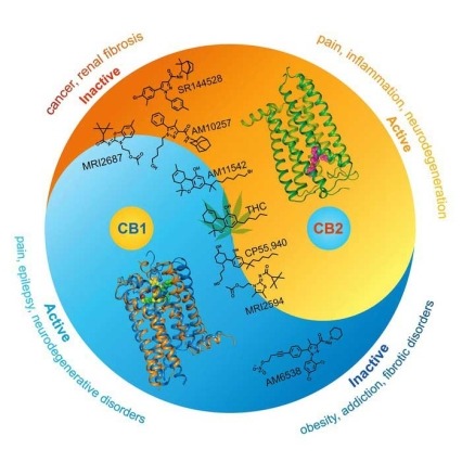 Graphic shows various functions of CB1 and CB2 receptors. Courtesy of Dr. Liu