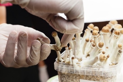 Close-up of hands wearing surgical gloves selecting a specimen clipping of psilocybin.