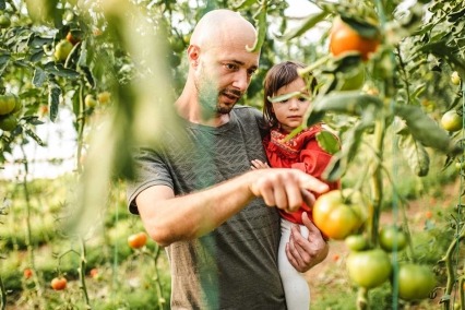 A father holding his young daughter picking apples.
