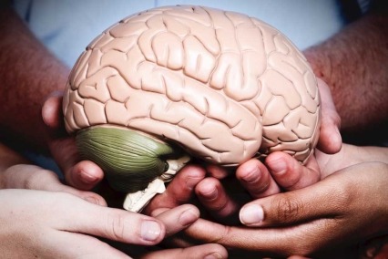 A diverse group of hands cradles a medical model of the human brain