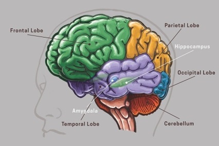 Illustration of the brain showing various regions