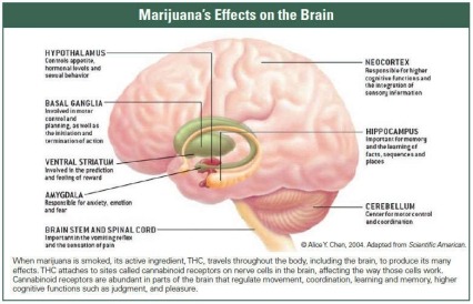 Diagram showing different parts of the brain and describing marijuana's effects on the brain