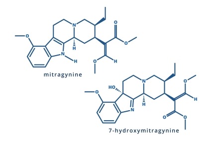 2D chemical structures of kratom compounds mitragynine (top) and 7-hydroxymitragynine (bottom)