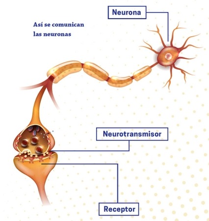 Imagen de una neurona. Se destacan el neurotransmisor y el receptor para ilustrar cómo se envían, reciben y procesan las señales en la neurona.