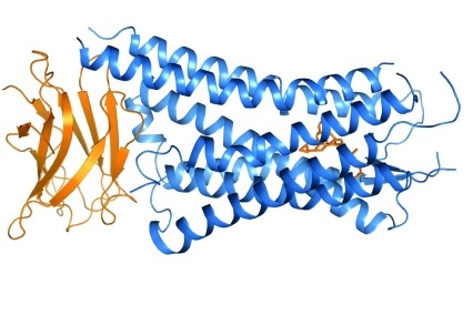 Active state of the kappa opioid receptor as solved by x-ray crystallography