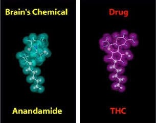 Brain's Chemical Anandamide and the drug THC