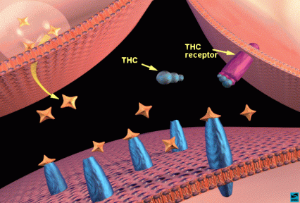 THC binding to THC receptors