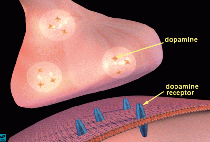 The synapse and synaptic neurotransmission