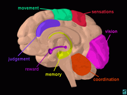 Illustration of brain regions -see text