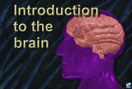 Introduction - picture of brain