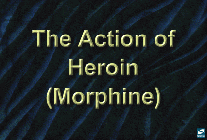 The action of heroin