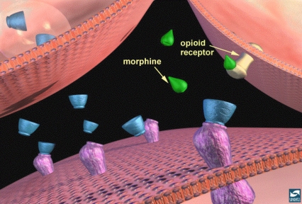 Opiates binding to opiate receptors